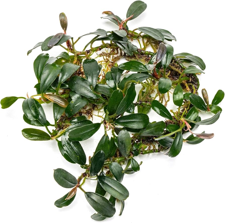 Буцефаландра Брауни Капуас