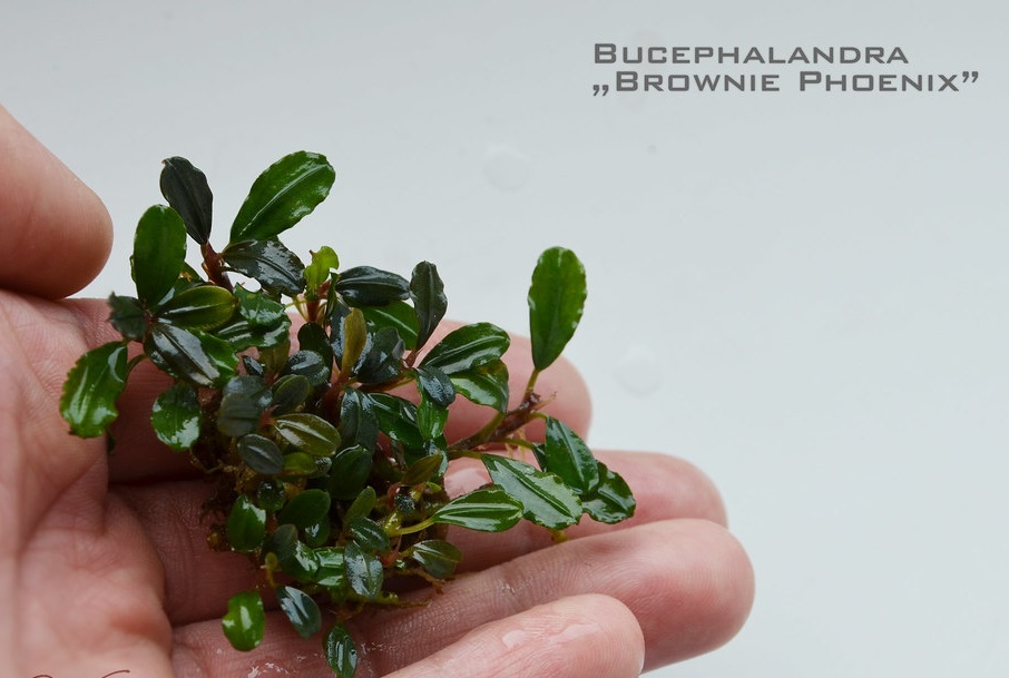 Буцефаландра Брауни Феникс