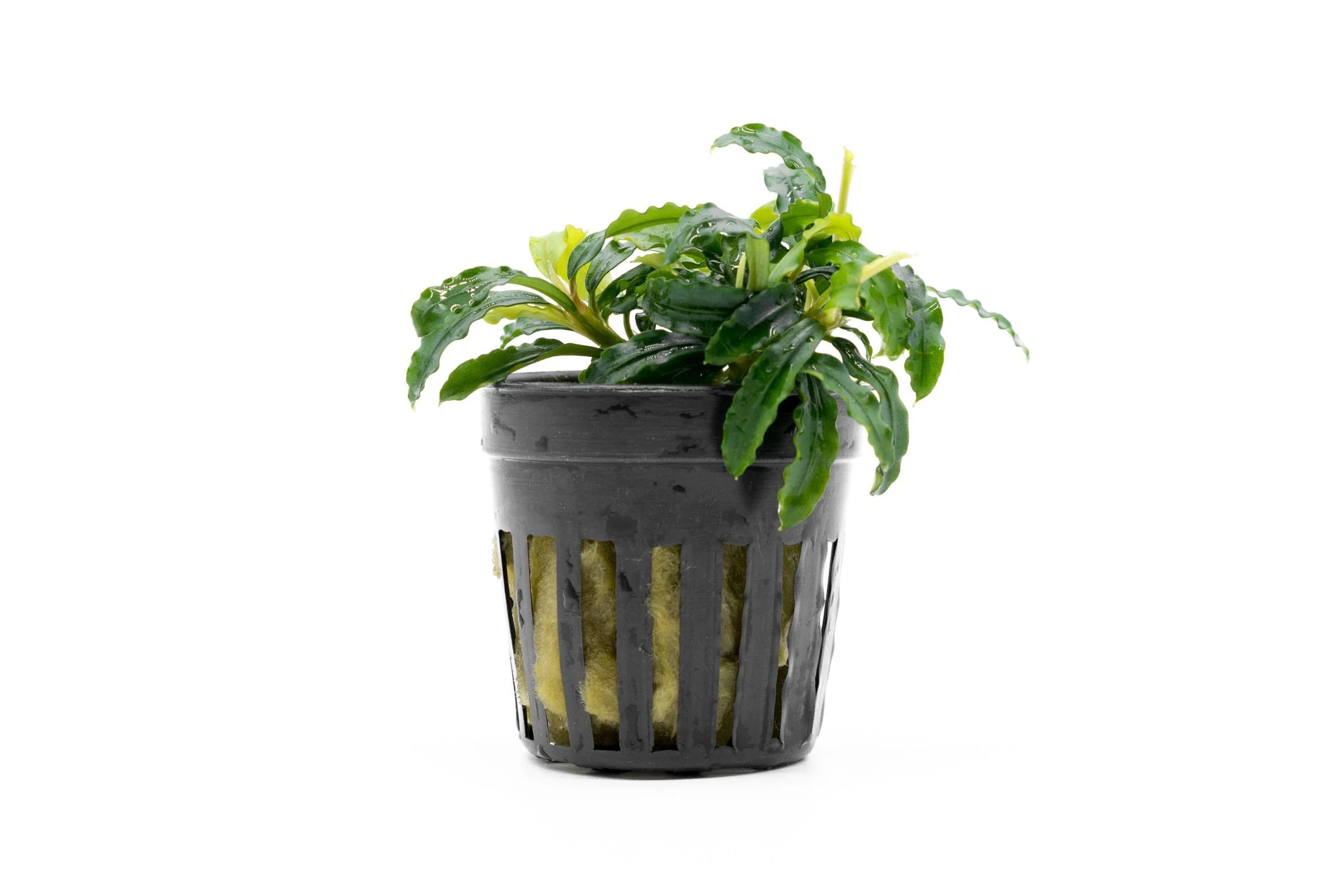 Буцефаландра Библис Скай Блю