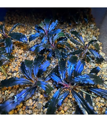 Буцефаландра Библис Скай Блю