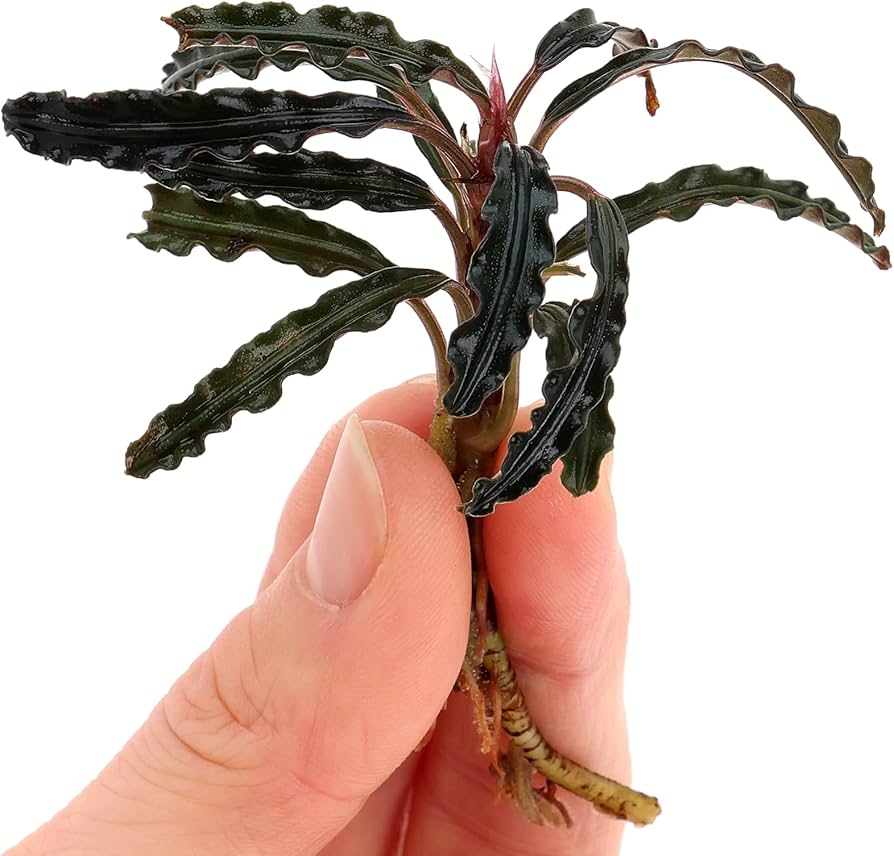 Буцефаландра Темный Вельвет