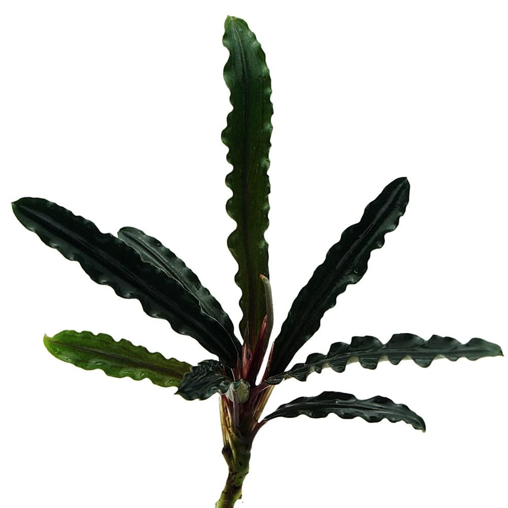 Буцефаландра Темный Вельвет